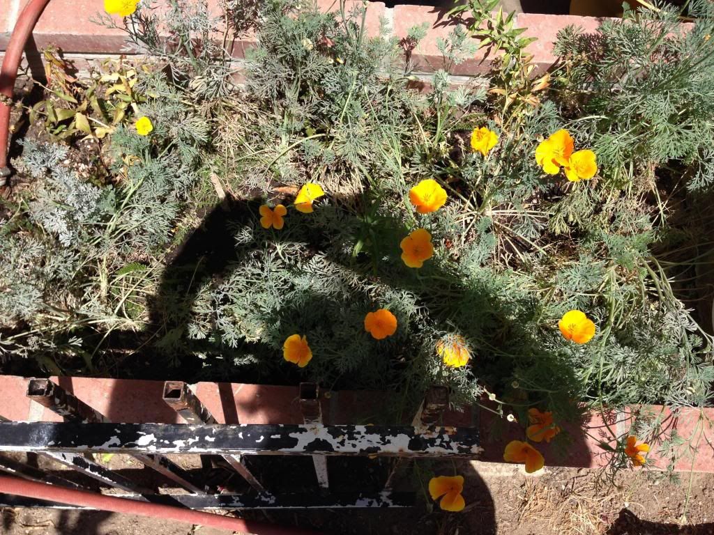  photo f83427fc-d7ef-4684-a633-de6b780bc127_zpse16778ae.jpg